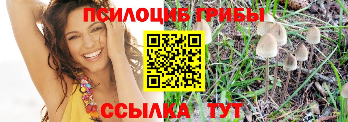 Псилоцибиновые грибы Cubensis  Вход с VPN  Краснодар  где найти   Псилоцибиновые грибы прущие грибы 